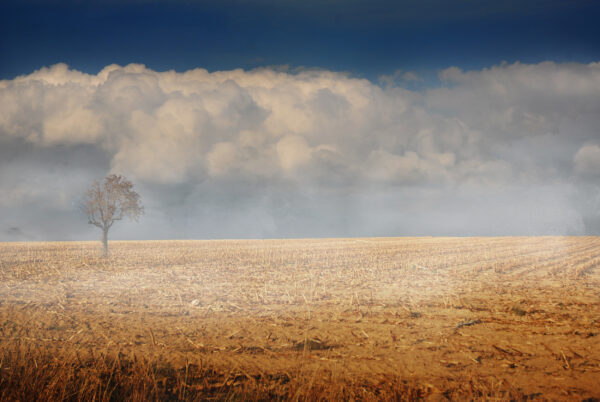 Brume matinale