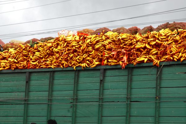 Bananes plantain