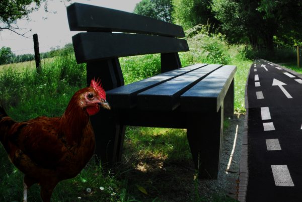 La Poule et le banc